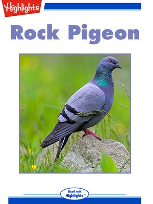 cover image of Rock Pigeon, Bird Parade?
